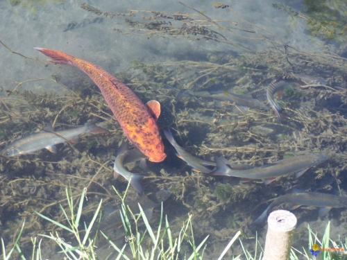 fish :) - carp-fishing-nb19513.jpg